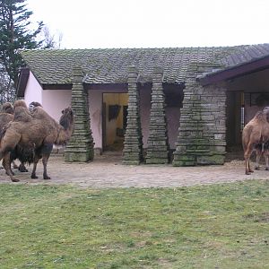 Camel house - Blackpool 06