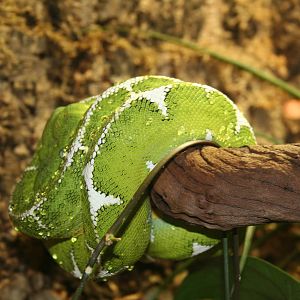 Emerald tree boa - Chester 06