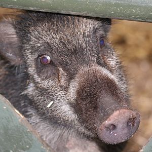 Visayan warty hog - Chester 07