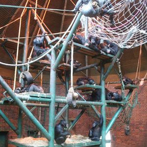 Indoor chimps - Chester 06