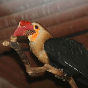 Visayan tartaric hornbill - Chester 07