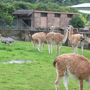 Guanaco - Chester 07
