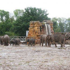 Elephants - Chester 07