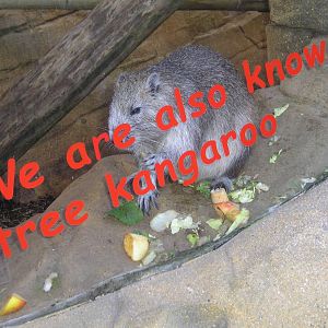 Hutia - Colchester 06