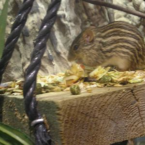 African striped mouse - Colchester 06