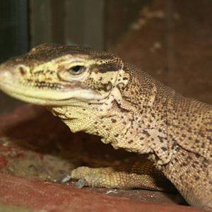 Monitor spp. Cotswolds 06