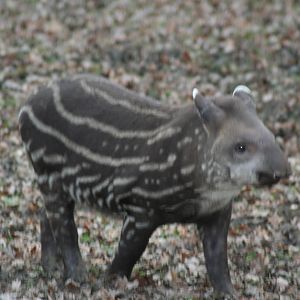 Tapir - Cotswolds 06