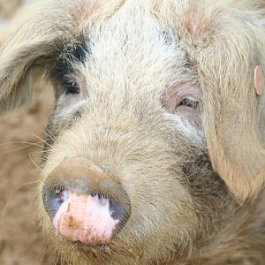 Glouschester old spot pig - Cotswolds 06