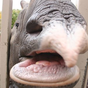 Indian rhino - Edinburgh zoo
