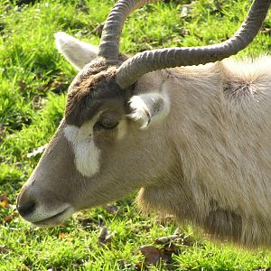 Addax - Edinburgh zoo