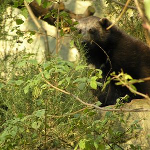 Wolverine - Edinburgh 06