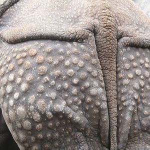 Indian rhino - Edinburgh zoo