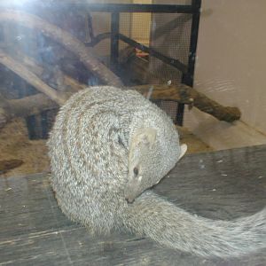 Narrow striped mongoose- Jersey zoo