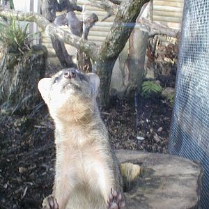 Narrow striped mongoose - Jersey zoo