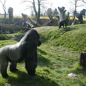 Gorillas - Jersey zoo