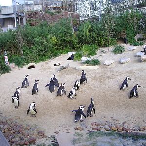 Penguins - Livingcoasts 06