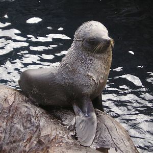 Fur seal - Livingcoasts 06