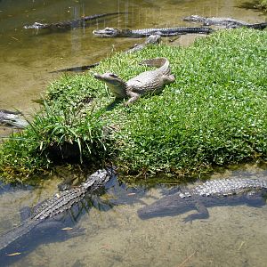 American Alligator Spectacled Caiman Unkown Croc- AA JUN08 II