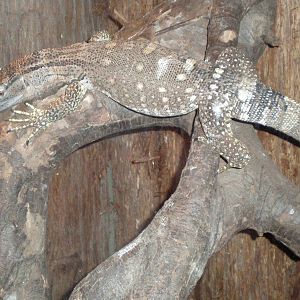 Black Throat Monitor- AA JUN08
