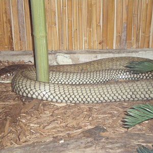 King Cobra- AA JUN08