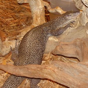 Mangrove Monitor- AA JUN08