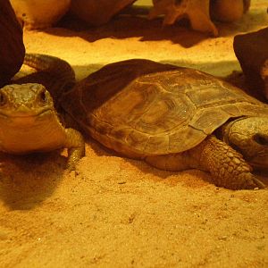 Pancake Tortoise Sudan Plated Lizard- AA JUN08 III