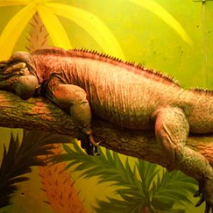 Rhino Iguana- AA JUN08