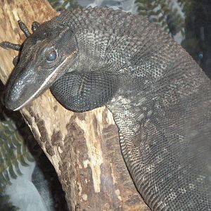 Rough Neck Monitor- AA JUN08 II