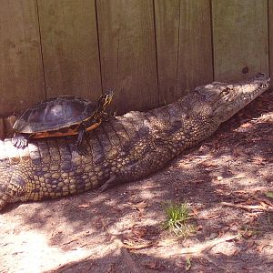 Saltwater Croc Unknown Terrapin- AA JUN08 III
