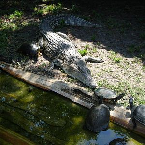 Saltwater Croc Unknown Terrapin- AA JUN08 VII