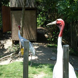 Sarus Crane- AA JUN08