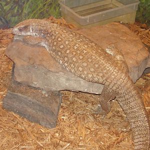 Savahanna Monitor- AA JUN08