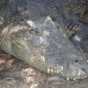 Siamese Croc- AA JUN08 VI