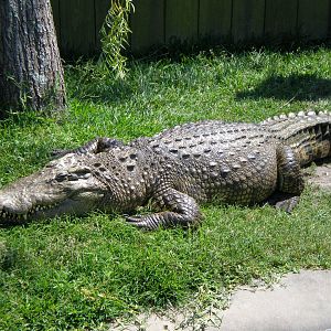 Siamese Croc- AA JUN08 VIII