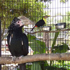 Silvery Cheek Hornbill Swainson Toucan- AA JUN08