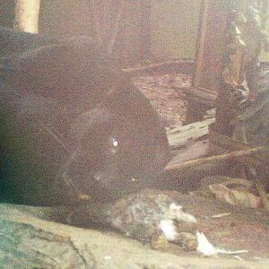 Black Jaguar Feeding On Rabbit