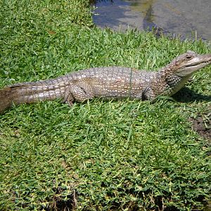 Spectacled Caiman- AA JUN08