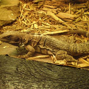 Spiny Tailed Iguana- AA JUN08 II