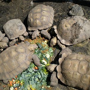 Spur Thigh Tortoise- AA JUN08