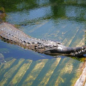 Tomistoma- AA JUN08 IX