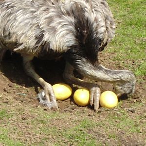 Rhea Sitting On Newly Laid Eggs