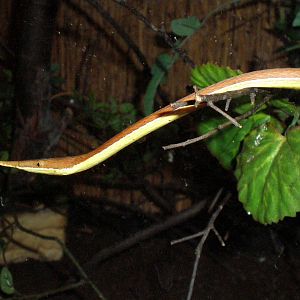 Twig Mimic Snake- AA JUN08