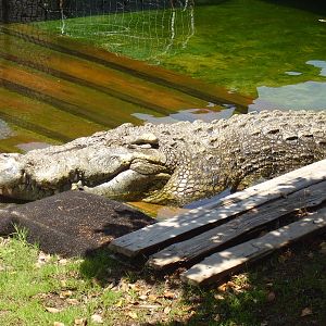 Utan Siam:Salty Hybrid- AA JUN08 VI