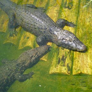 Yacare Caiman- AA JUN08 IV