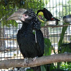 Silvery Cheek Hornbill Swainson Toucan- AA JUN08 II