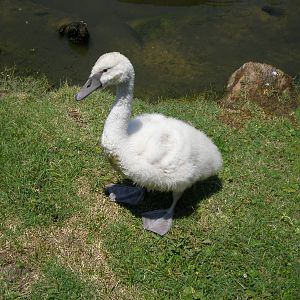 Unknown Swan- AA JUN08