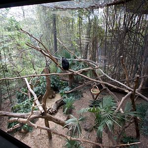 Lion-tailed Macaque enclosure - Sep 2008