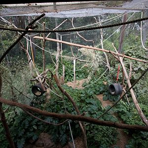 White-cheeked Gibbon enclosure - Sep 2008