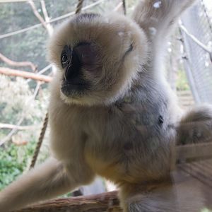 White-cheeked Gibbon - Sep 2008