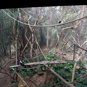 Black and White Ruffed Lemur enclosure - Sep 2008